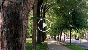 Vidéo_Avenir_Parc_Lafontaine